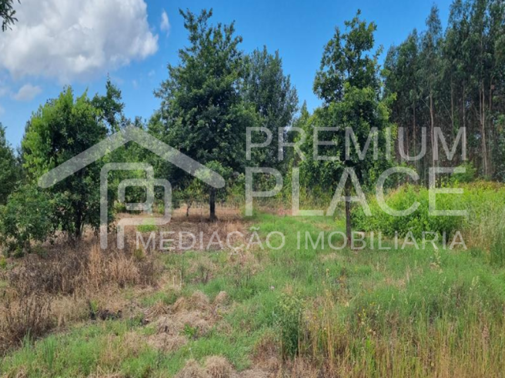 Captura de ecrã 2025-09-01 185335_cleanup