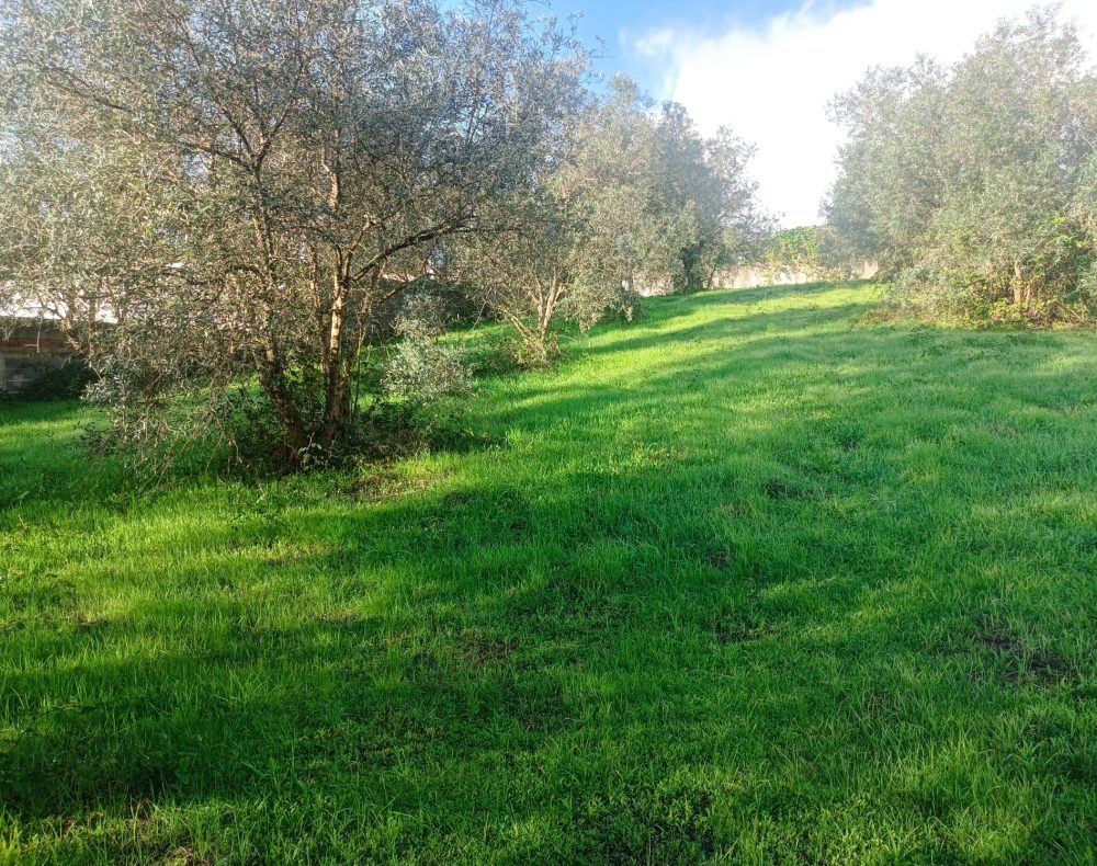 Terreno urbano - Olival